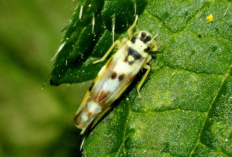 Eupteryx atropunctata